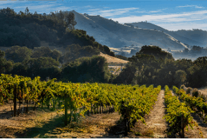 July 2025 Total US Beverage Alcohol Review